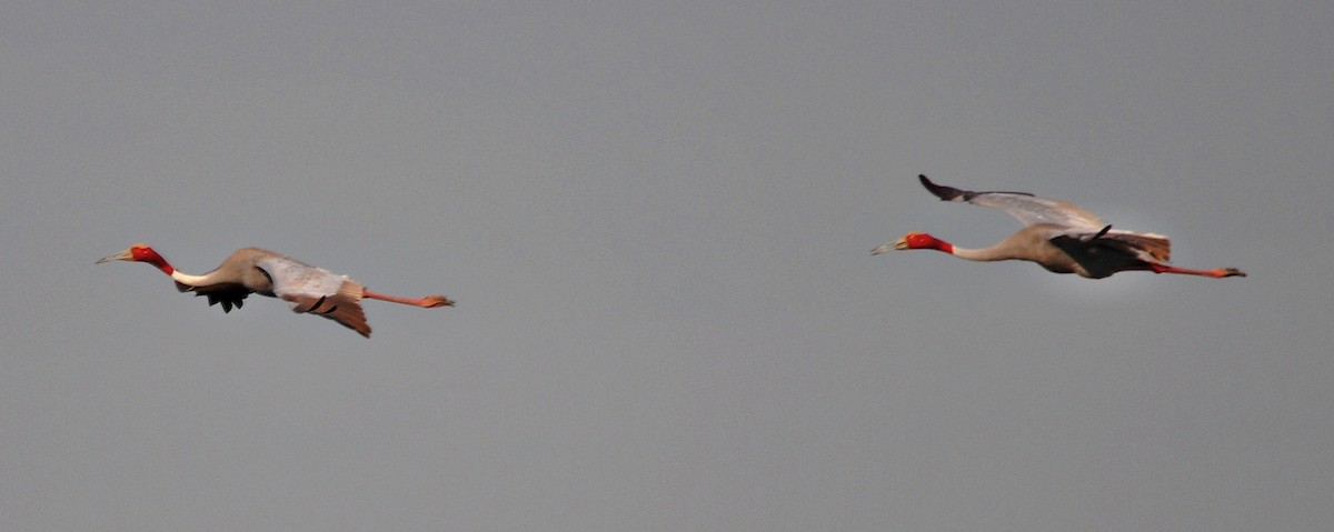 Sarus Crane - ML638348458