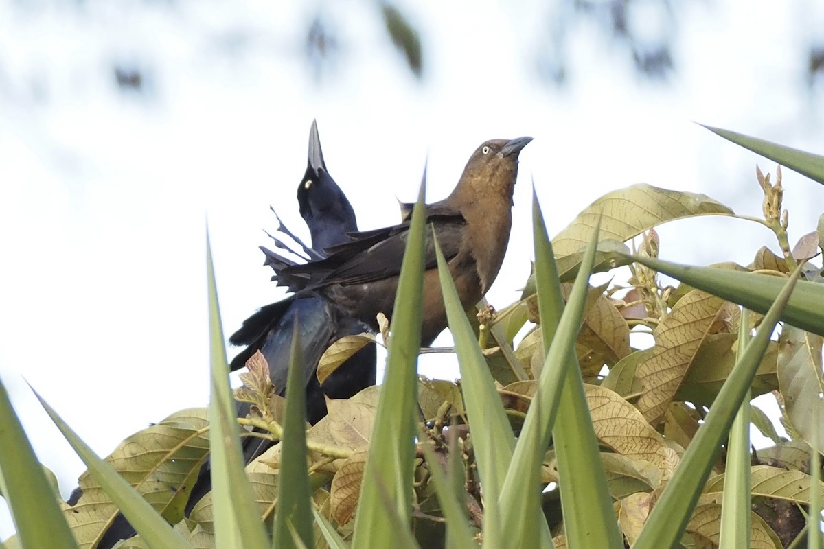 storhaletrupial - ML638348461