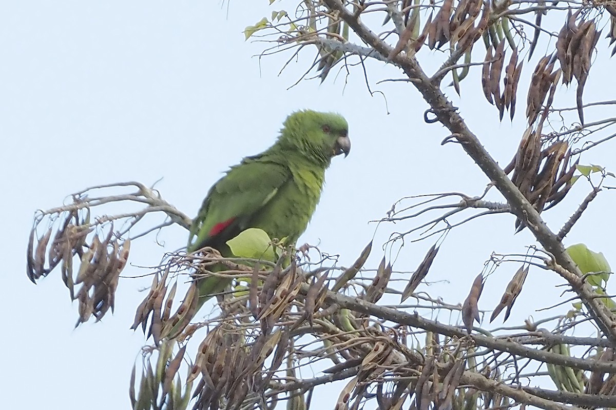 Yellow-naped Amazon - ML638348468
