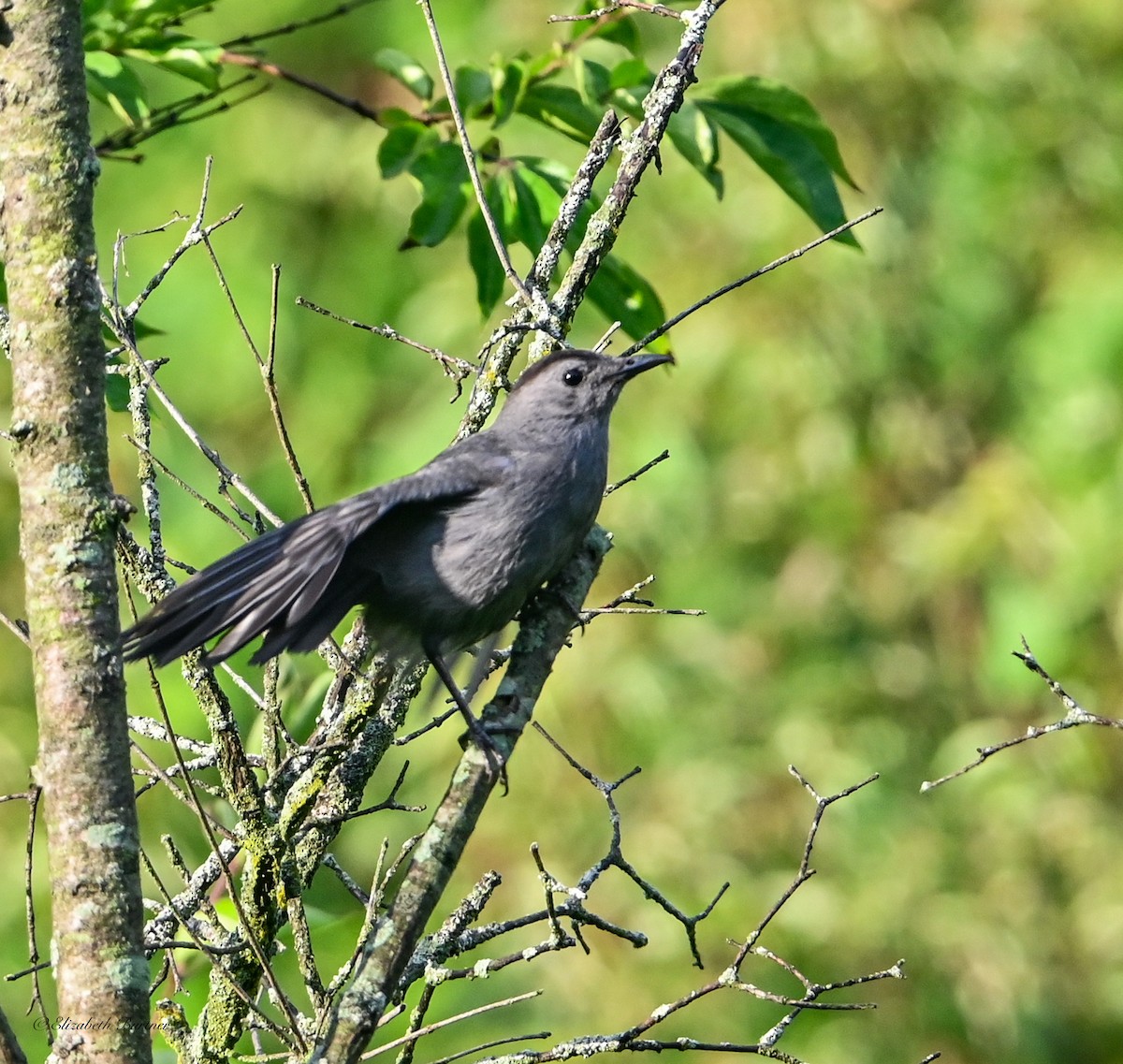 kattespottefugl - ML638348480