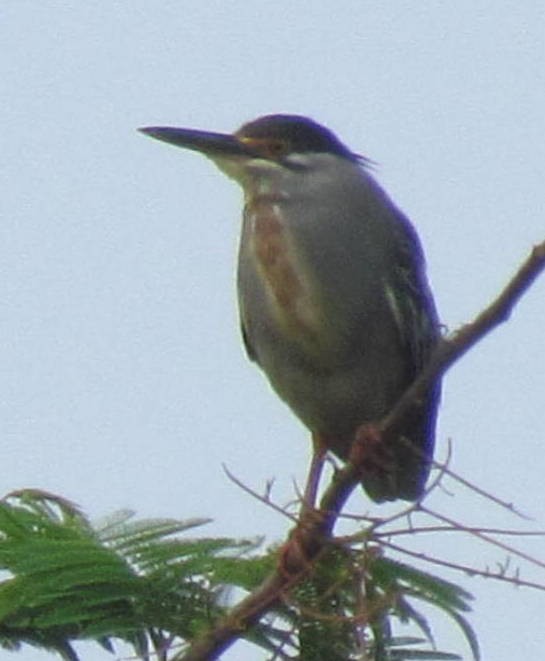 Striated Heron (Old World) - ML638348483