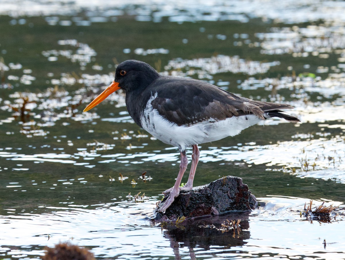 Neuseeland-Austernfischer - ML638348487