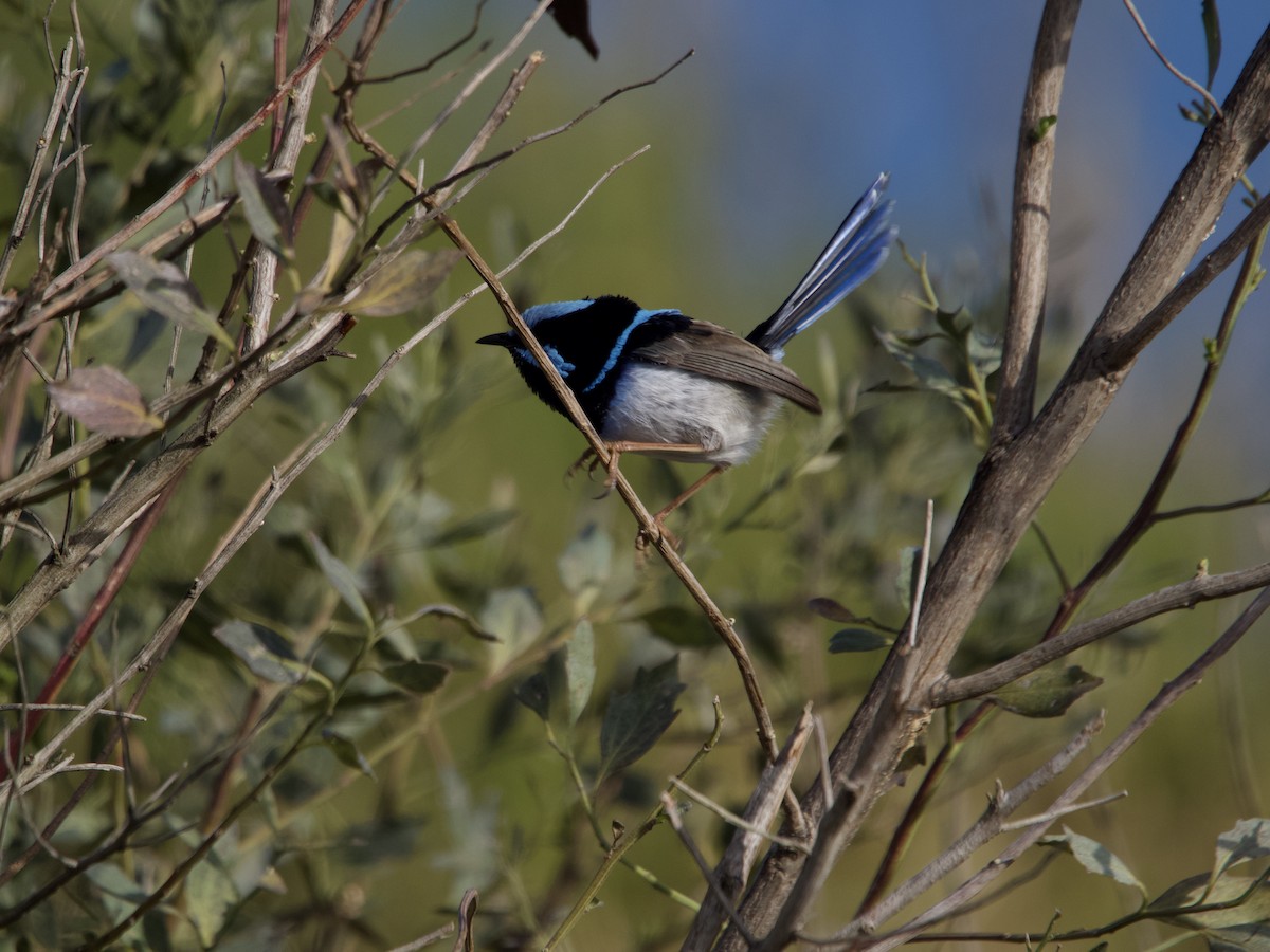 Superb Fairywren - ML638348488