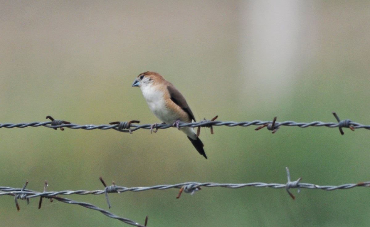 Indian Silverbill - ML638348497