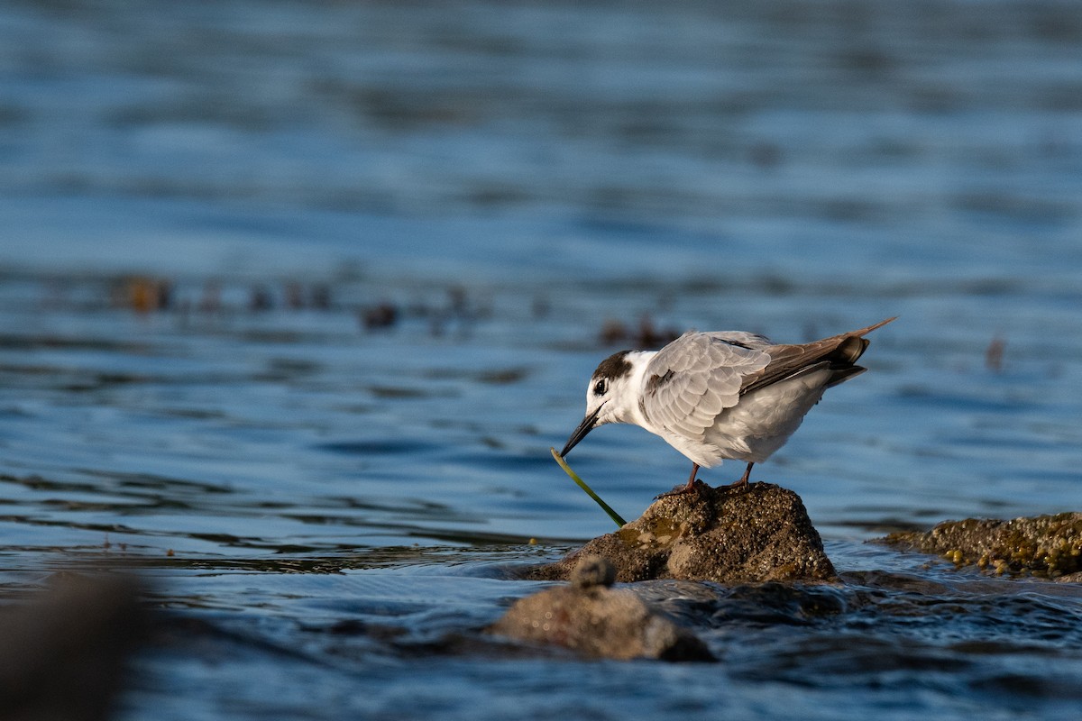 Trauerseeschwalbe - ML638348507