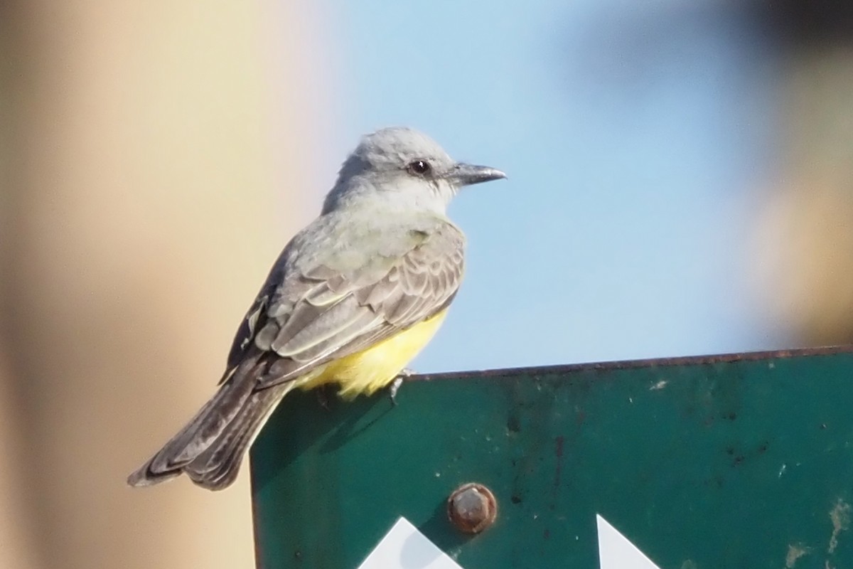 Tropical Kingbird - ML638348529