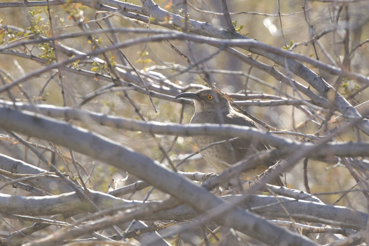 Curve-billed Thrasher - ML638348537