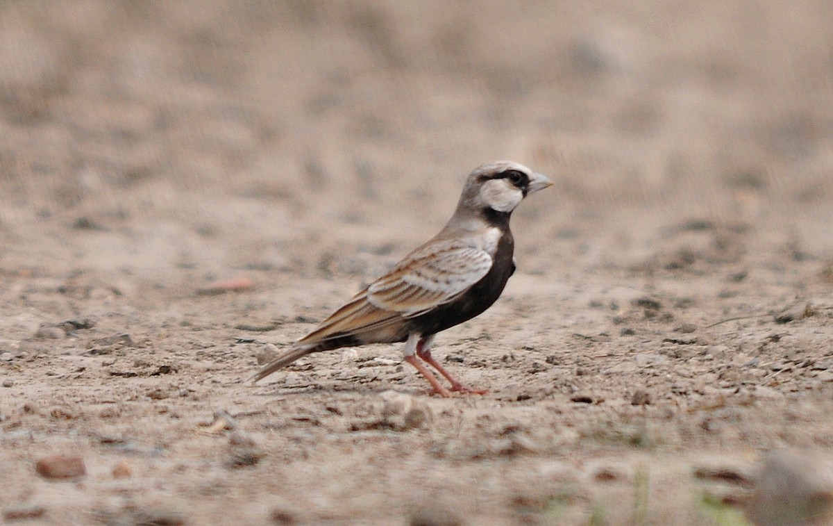 Ashy-crowned Sparrow-Lark - ML638348539