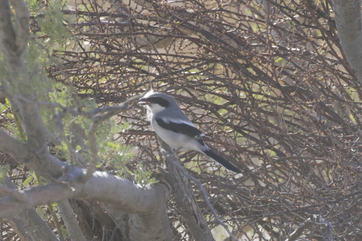 Loggerhead Shrike - ML638348540