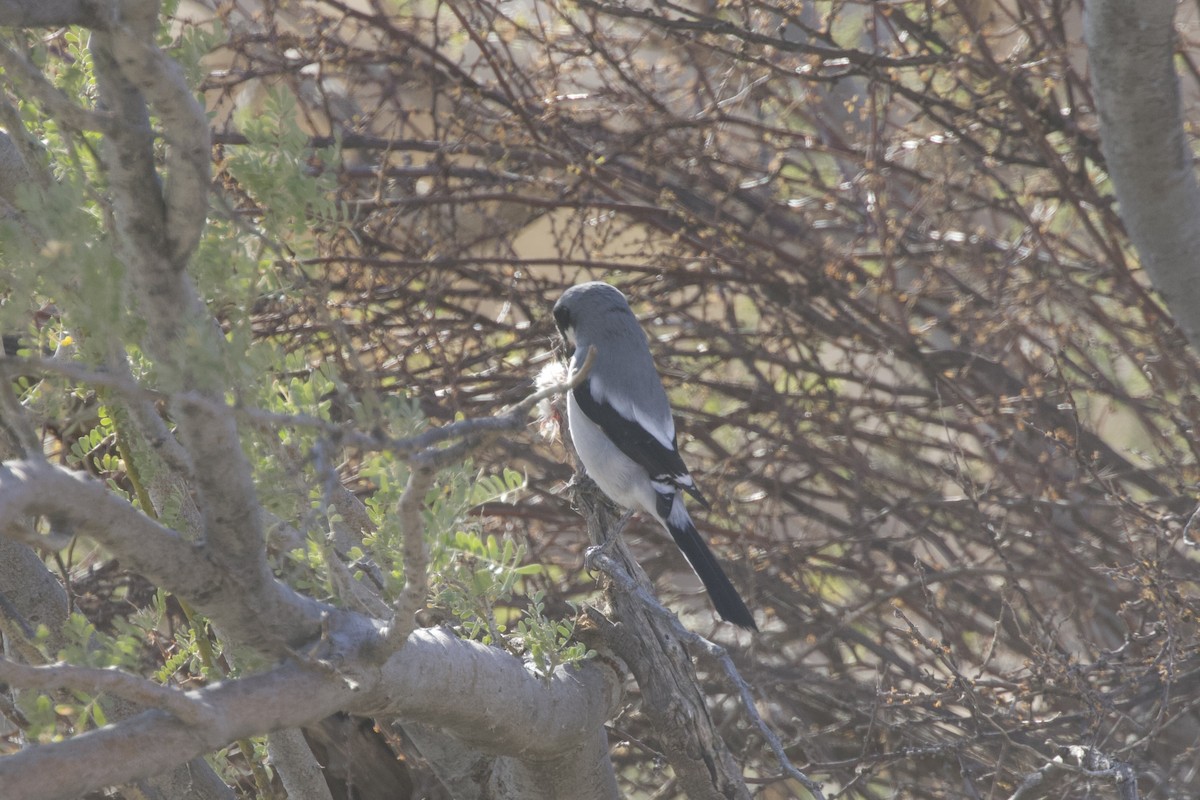 Loggerhead Shrike - ML638348541