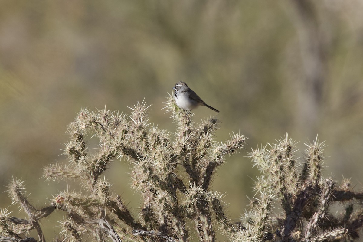 Black-throated Sparrow - ML638348542
