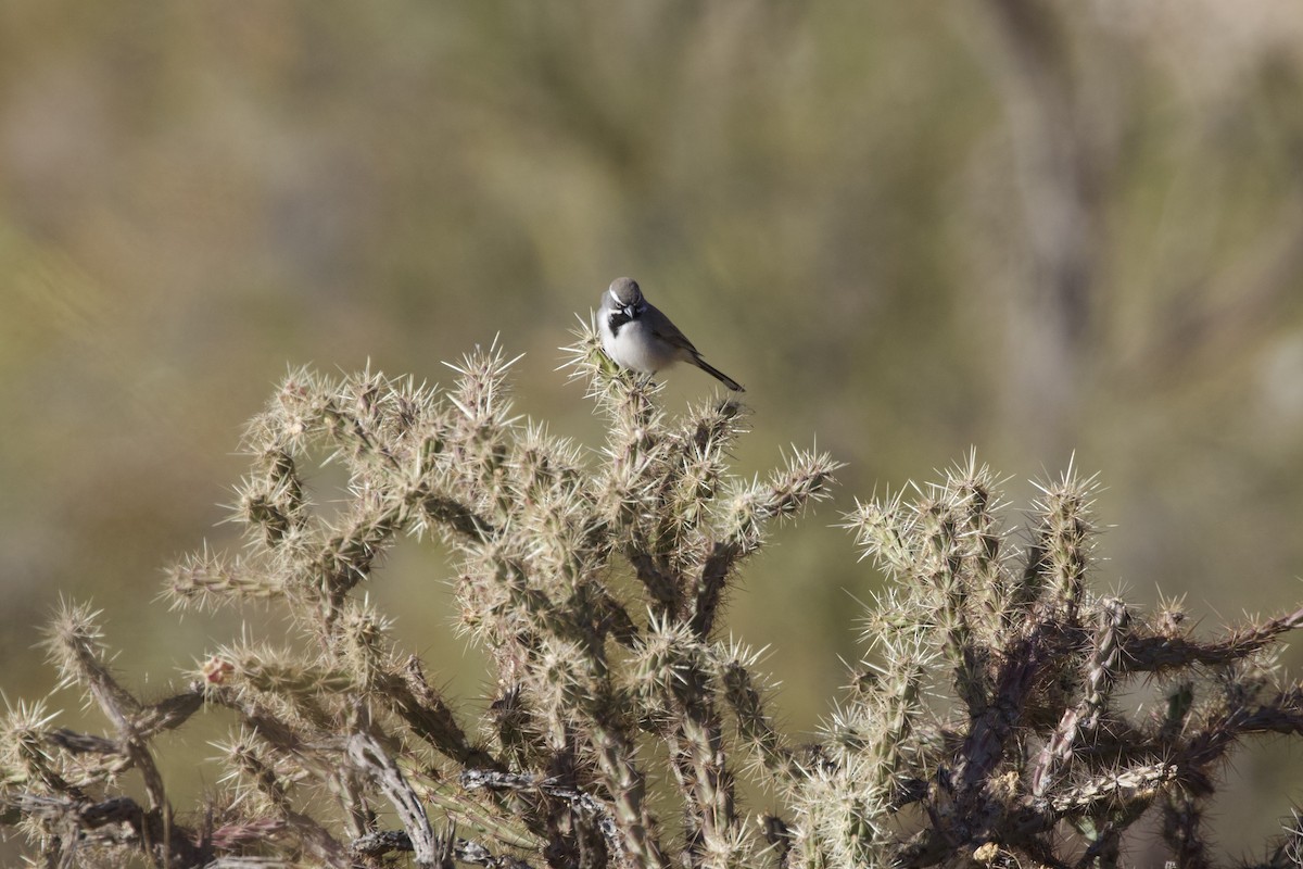 Black-throated Sparrow - ML638348543