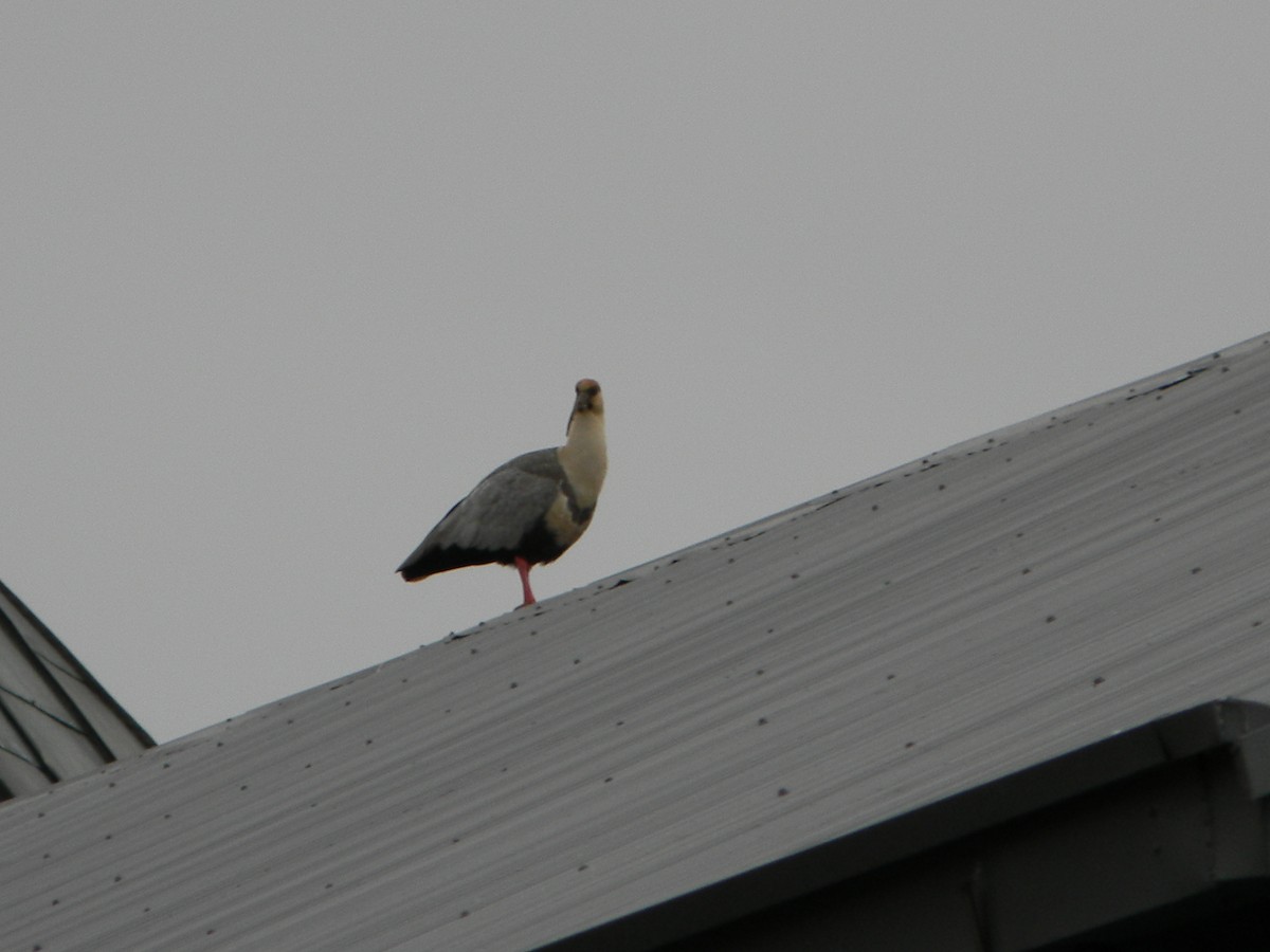 ibis laločnatý - ML638348545