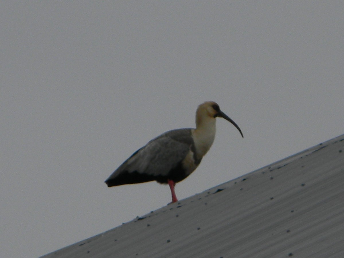 ibis laločnatý - ML638348546