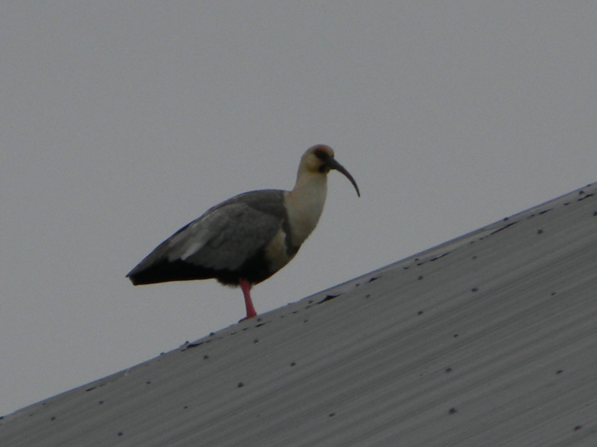 ibis laločnatý - ML638348547