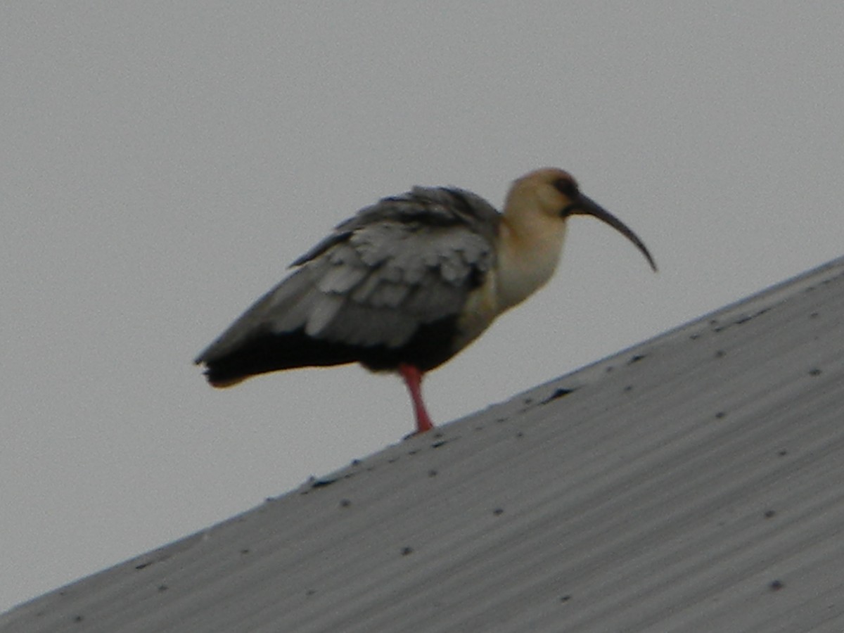 ibis laločnatý - ML638348548