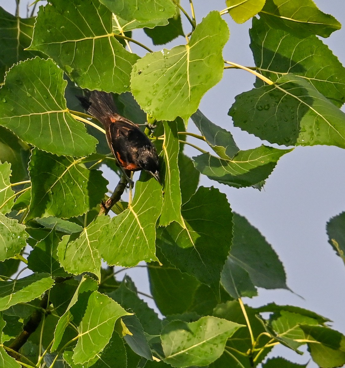 Orchard Oriole - ML638348553