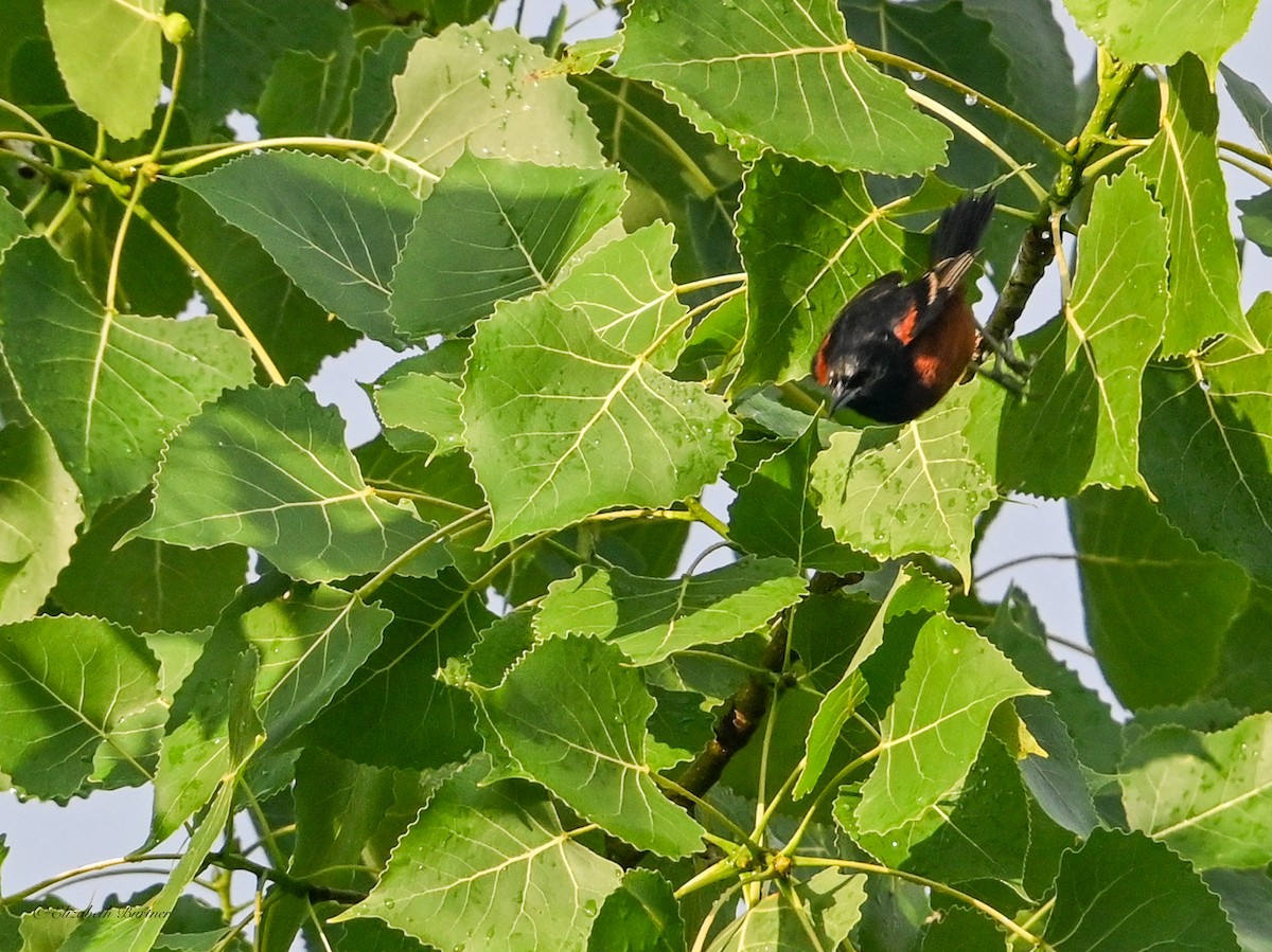 Orchard Oriole - ML638348554