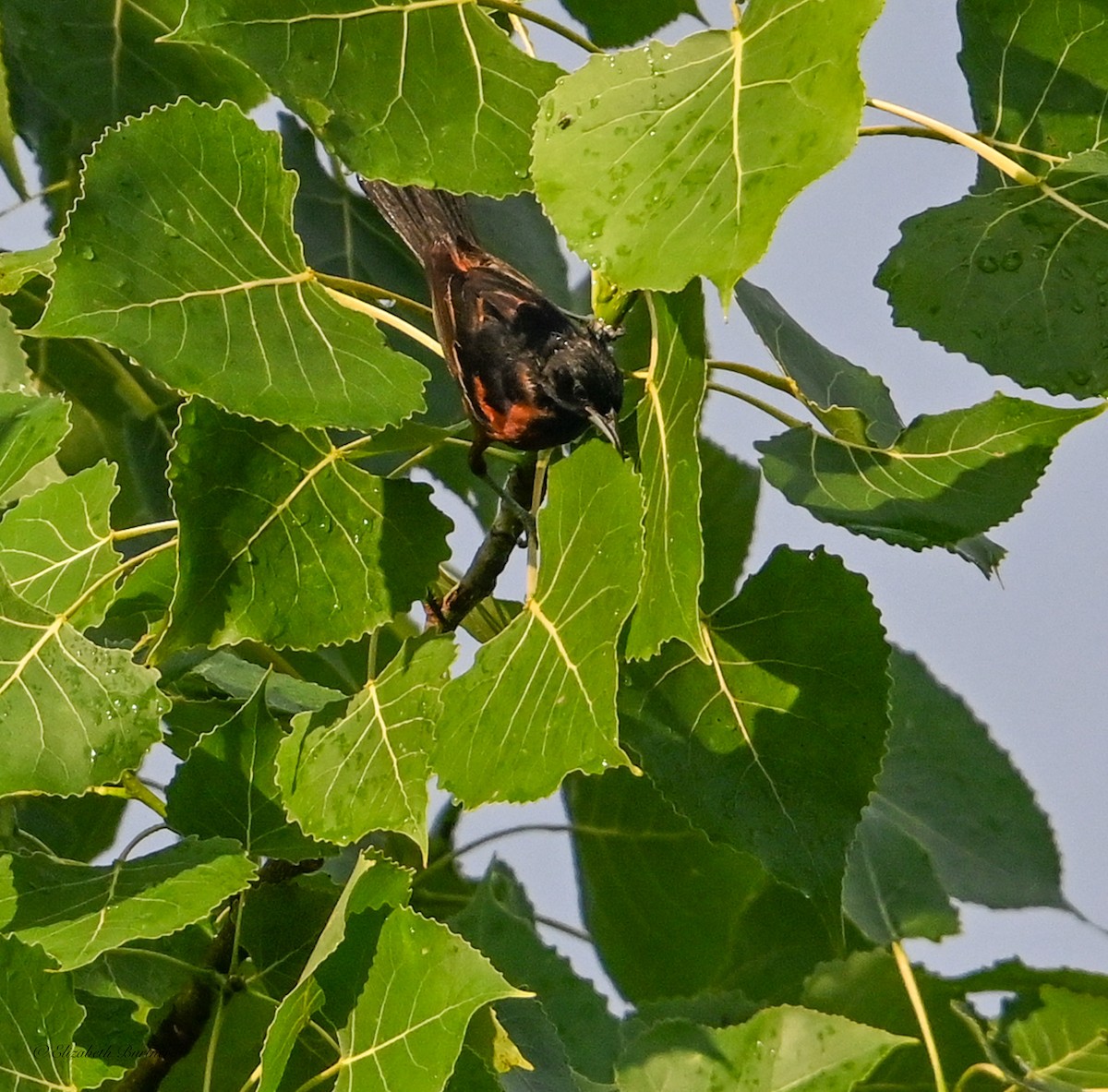 Orchard Oriole - ML638348555