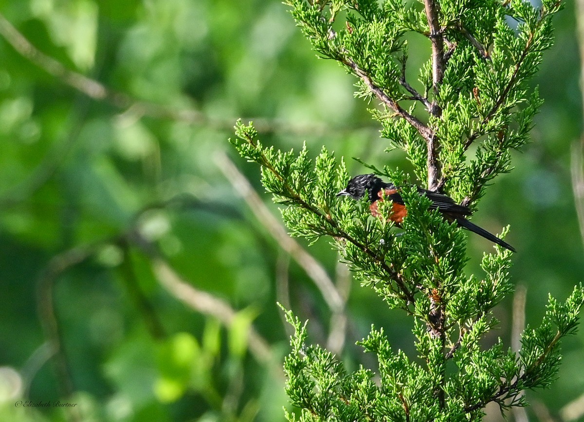 Orchard Oriole - ML638348556