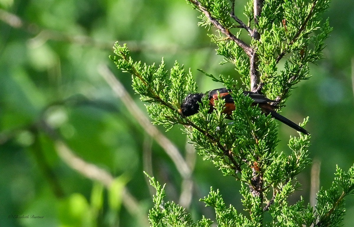 Orchard Oriole - ML638348557