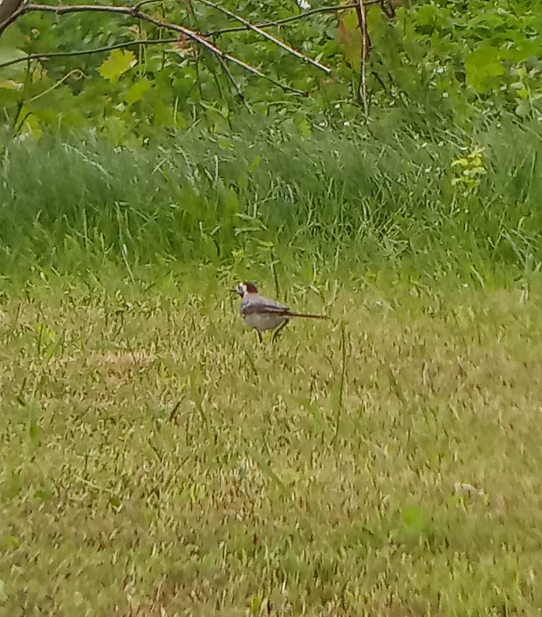 White Wagtail - ML638348564