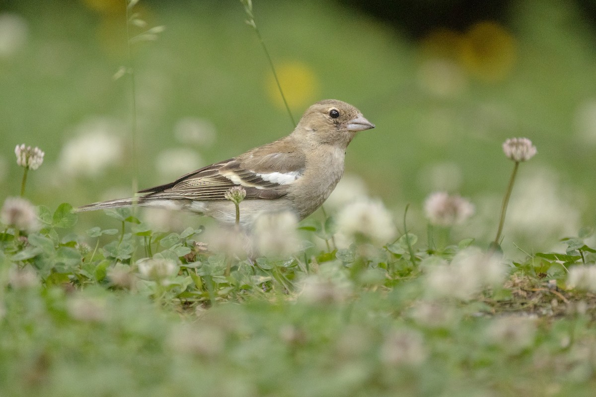 Common Chaffinch - ML638348568