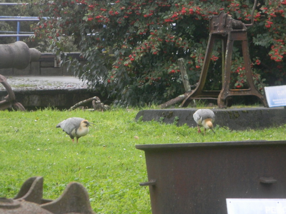 Black-faced Ibis - ML638348573