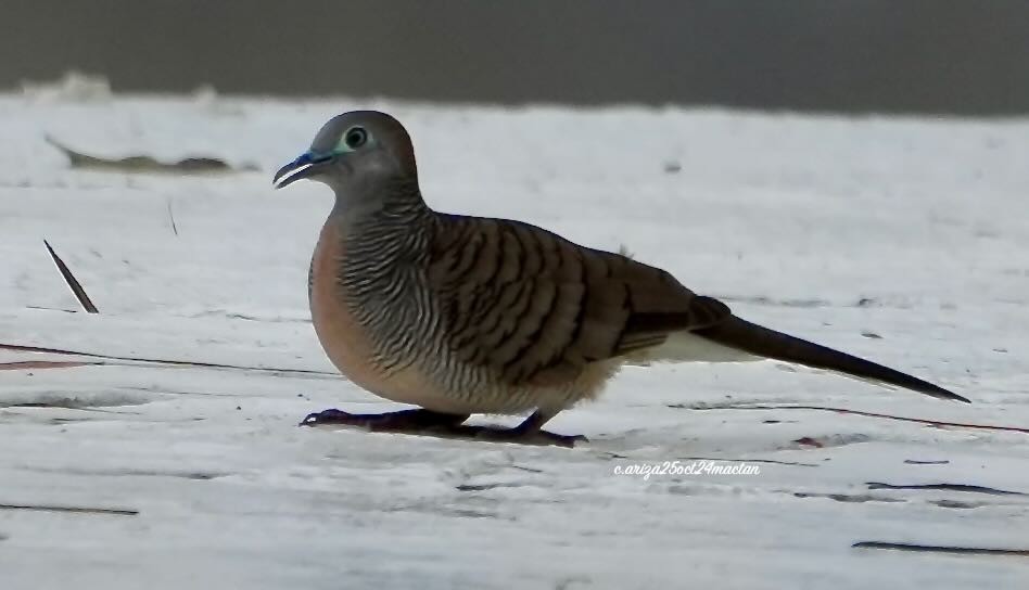 Zebra Dove - ML638348578