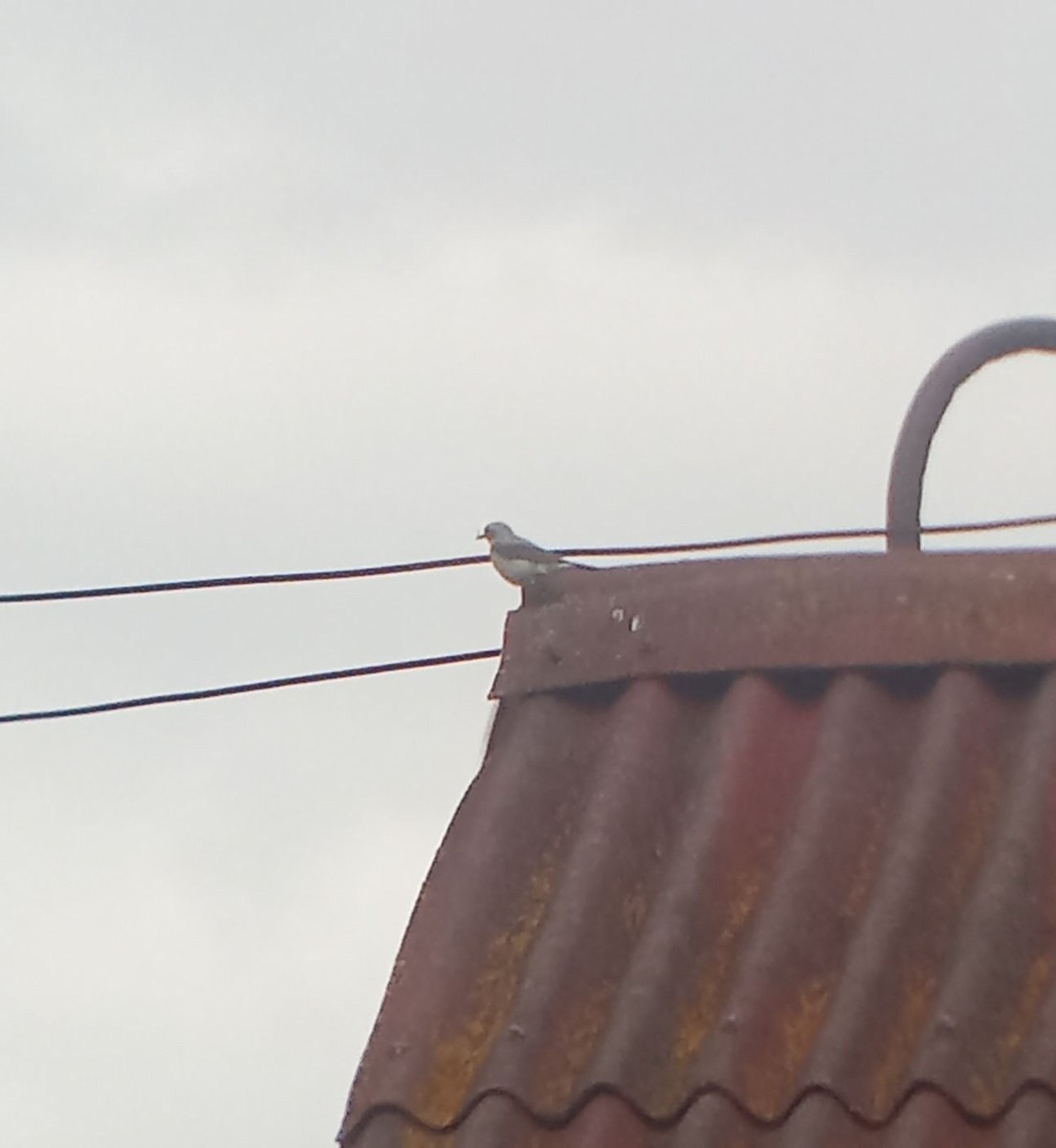 Northern Wheatear - ML638348581