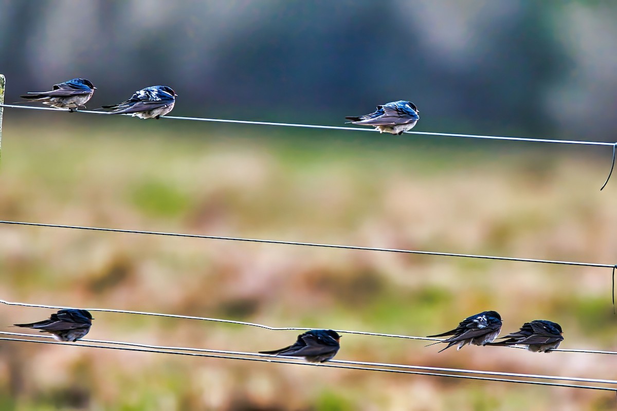 Welcome Swallow - ML638348598