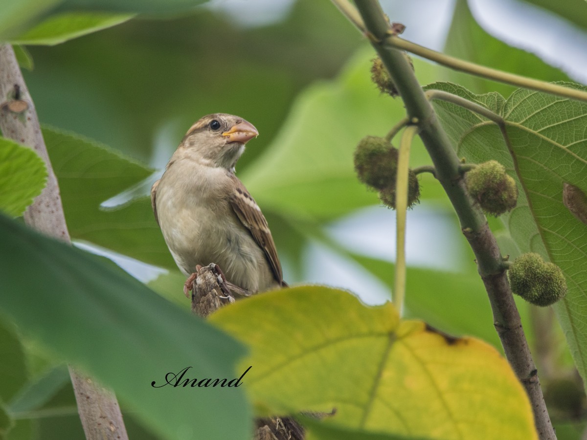 House Sparrow - ML638348606