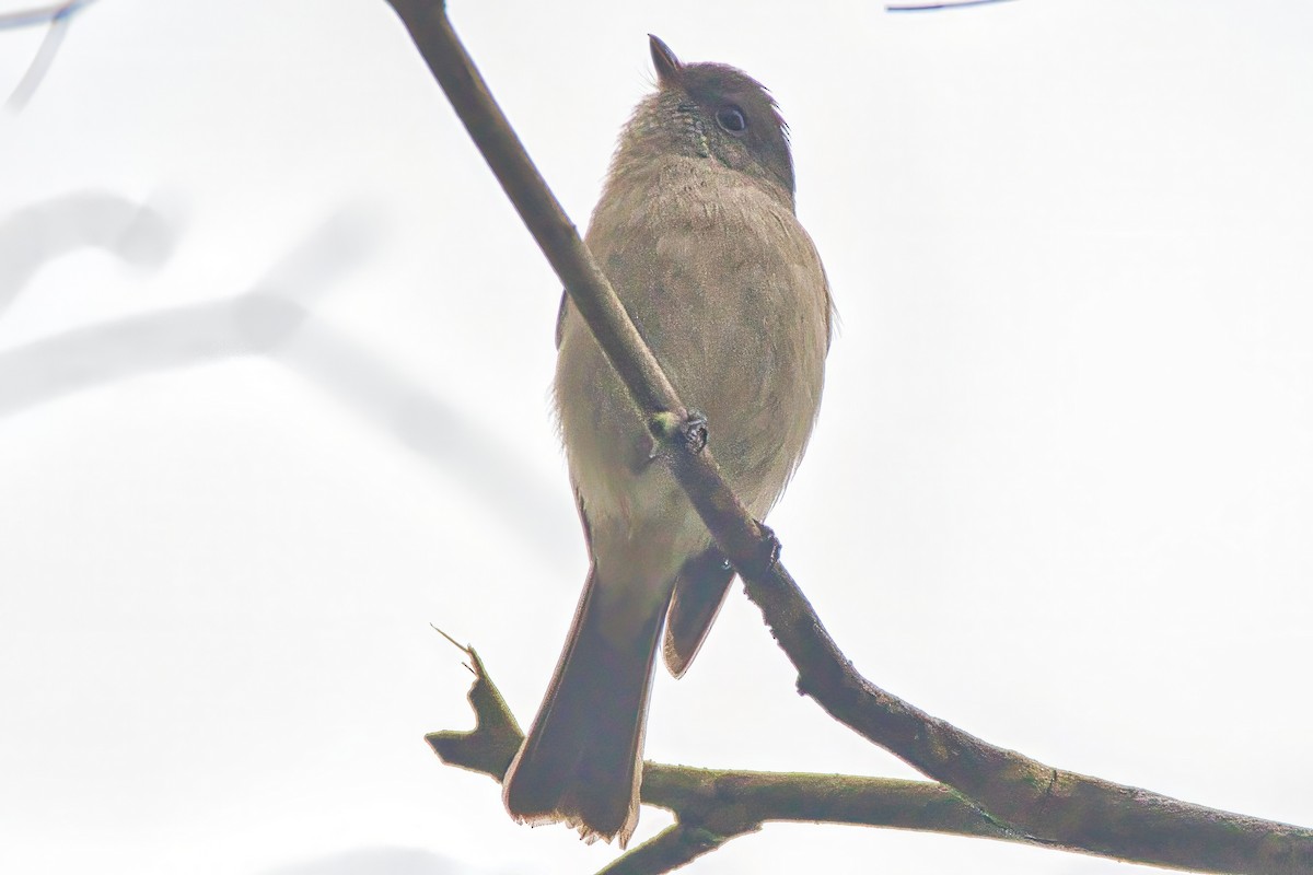 Golden Whistler - ML638348619