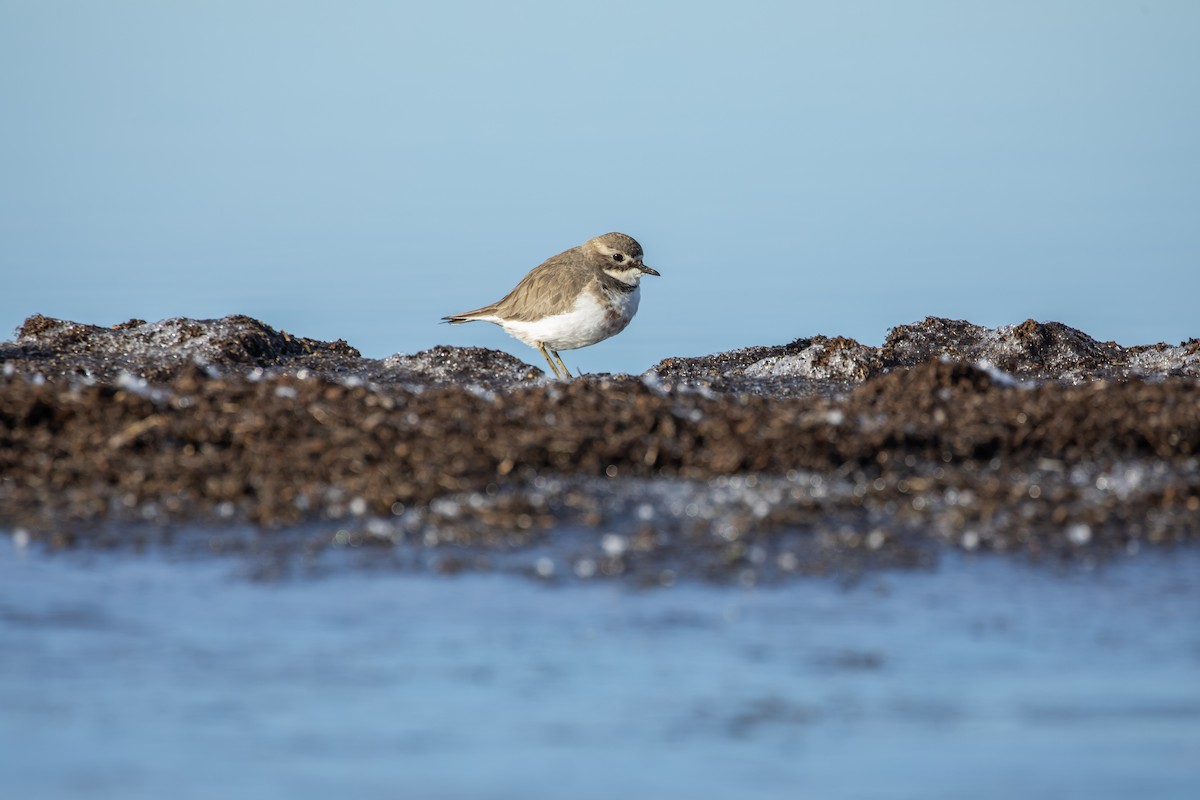 Double-banded Plover - ML638348622