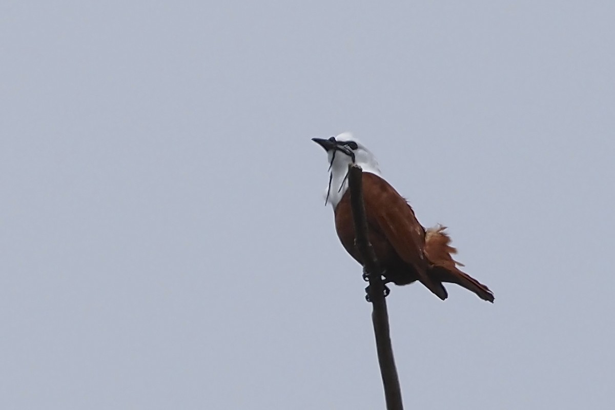 Three-wattled Bellbird - ML638348623