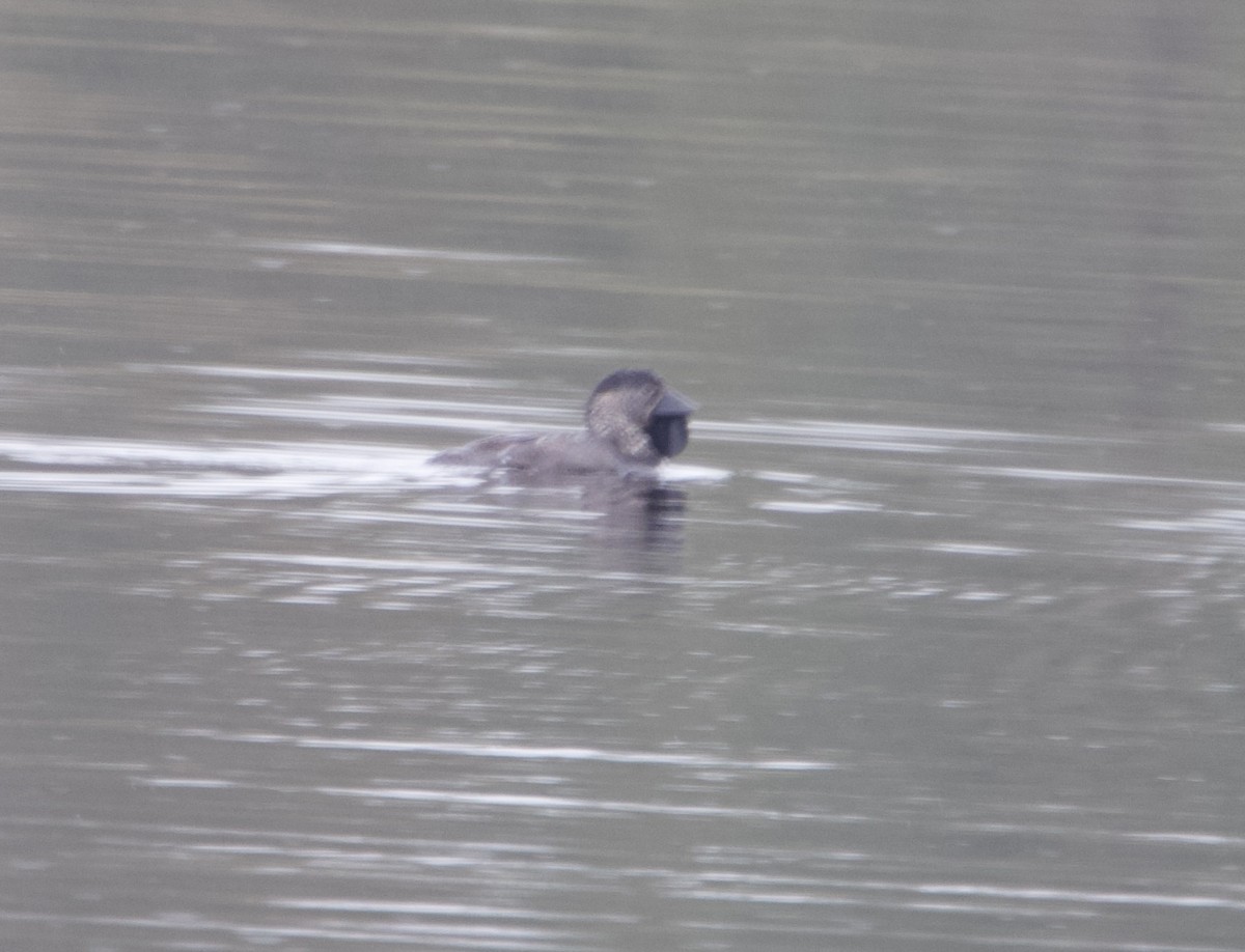 Musk Duck - ML638348626