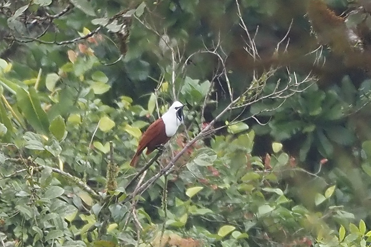 Three-wattled Bellbird - ML638348633