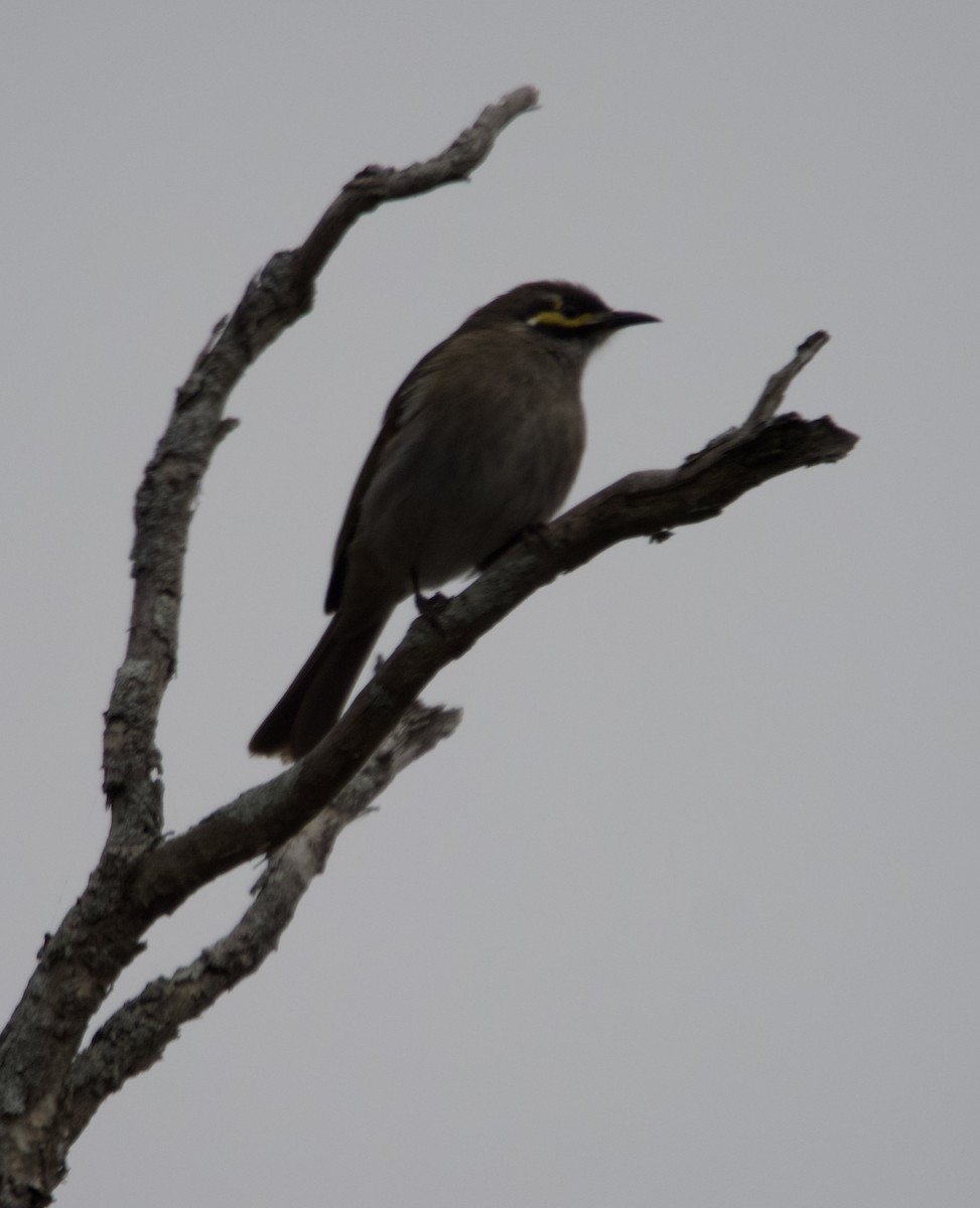 Yellow-faced Honeyeater - ML638348634