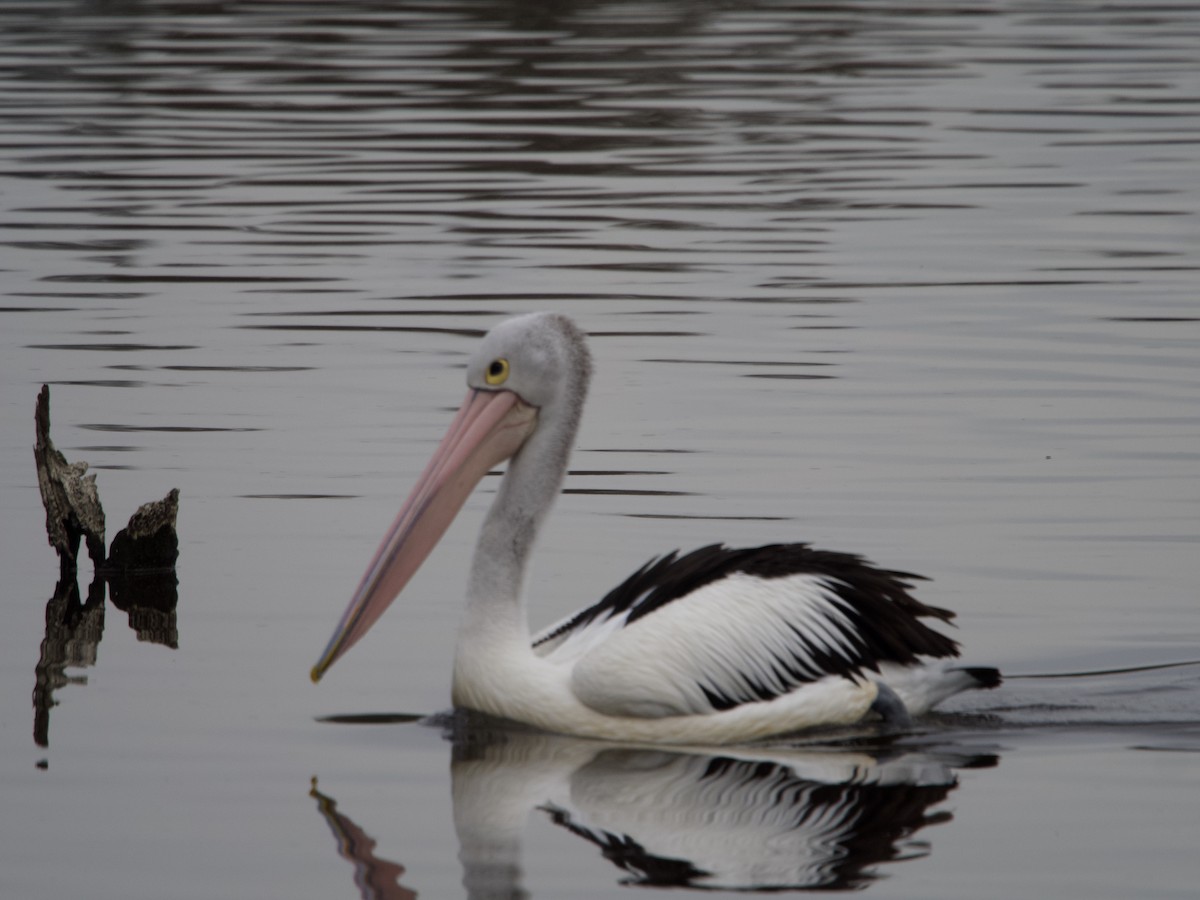 Australian Pelican - ML638348635
