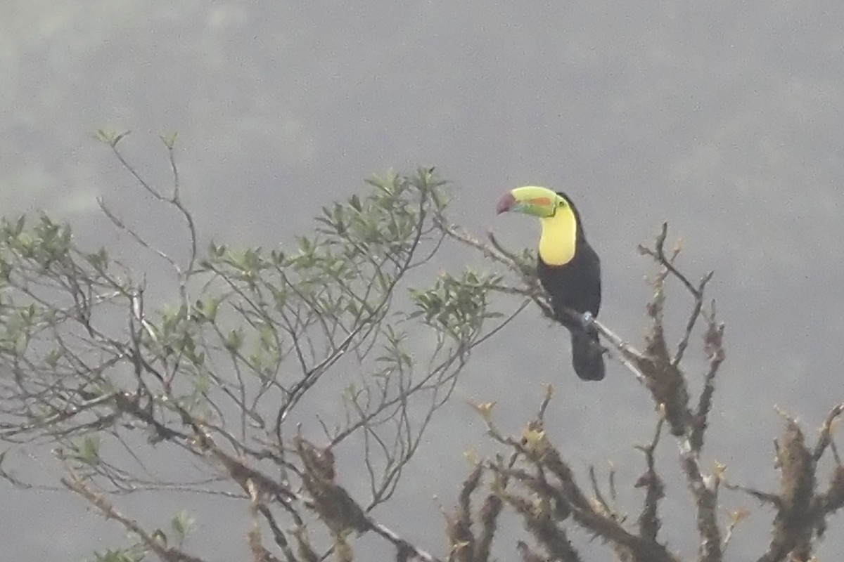 Keel-billed Toucan - ML638348647