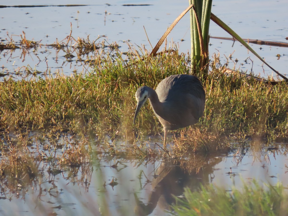 White-faced Heron - ML638348648