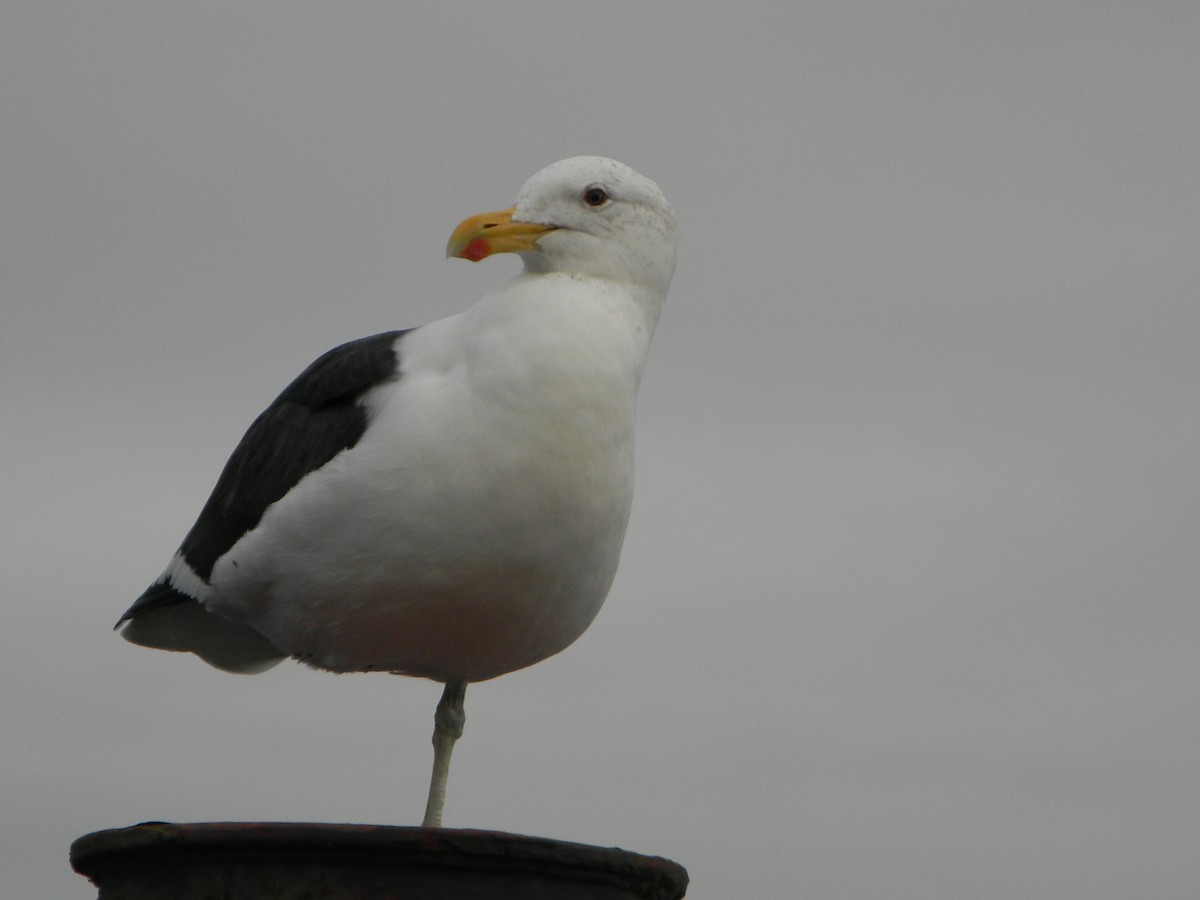 Kelp Gull - ML638348649
