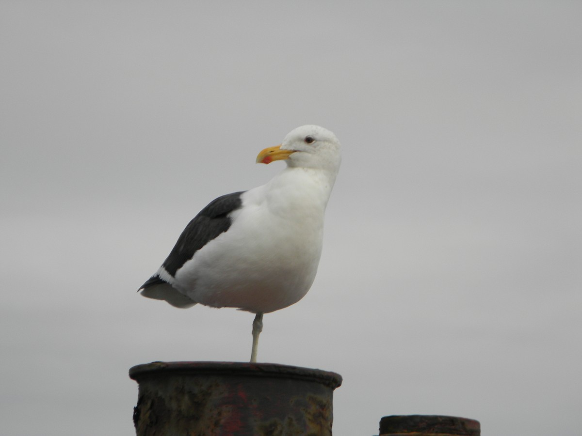 Kelp Gull - ML638348650
