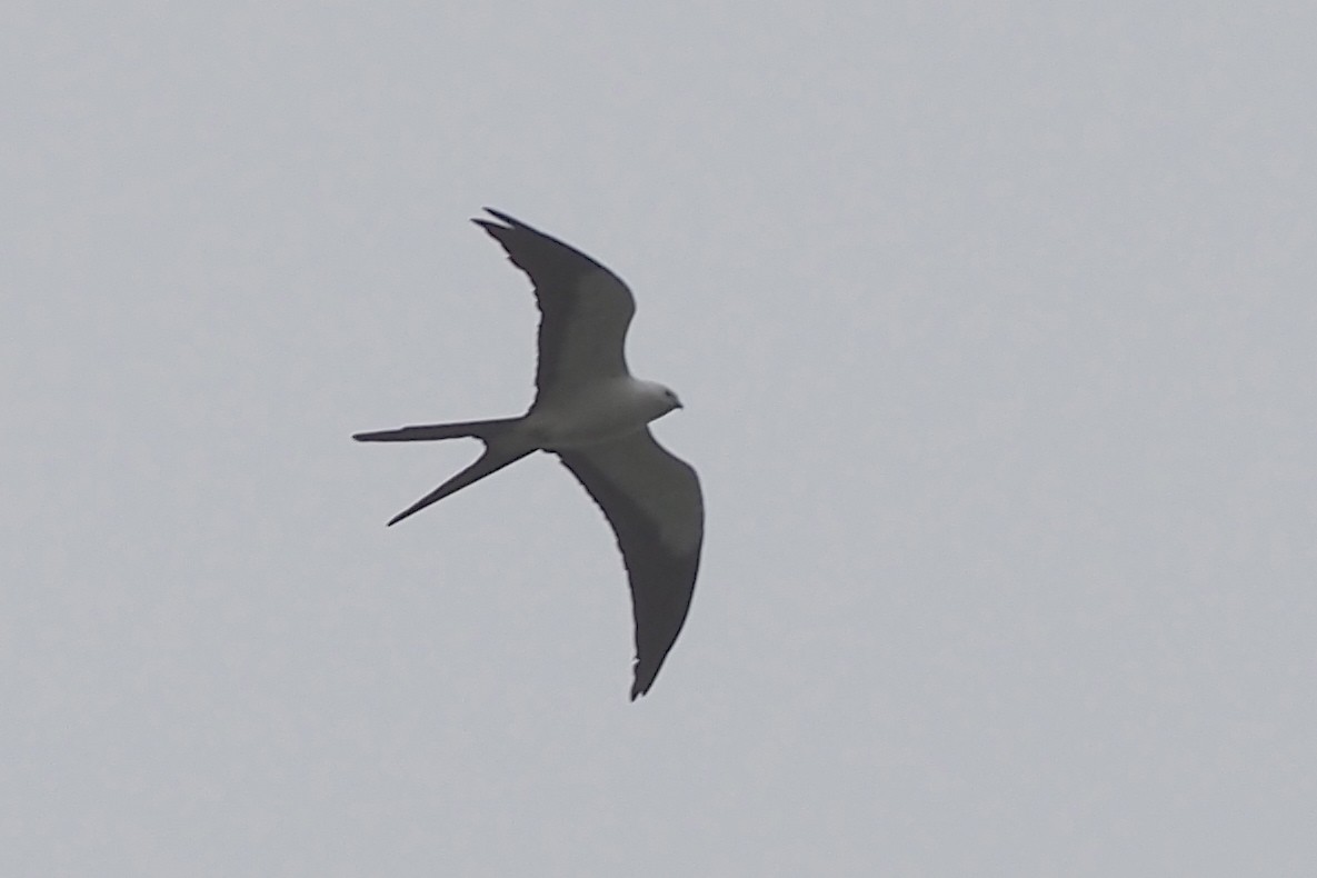 Swallow-tailed Kite - ML638348654