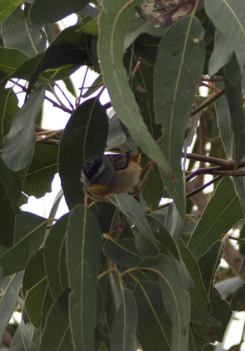 Spotted Pardalote - ML638348655