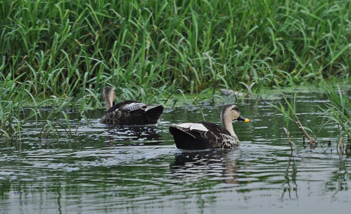 Indian Spot-billed Duck - ML638348664