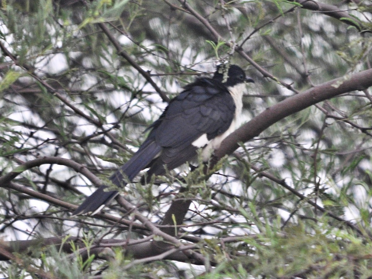 Pied Cuckoo - ML638348666