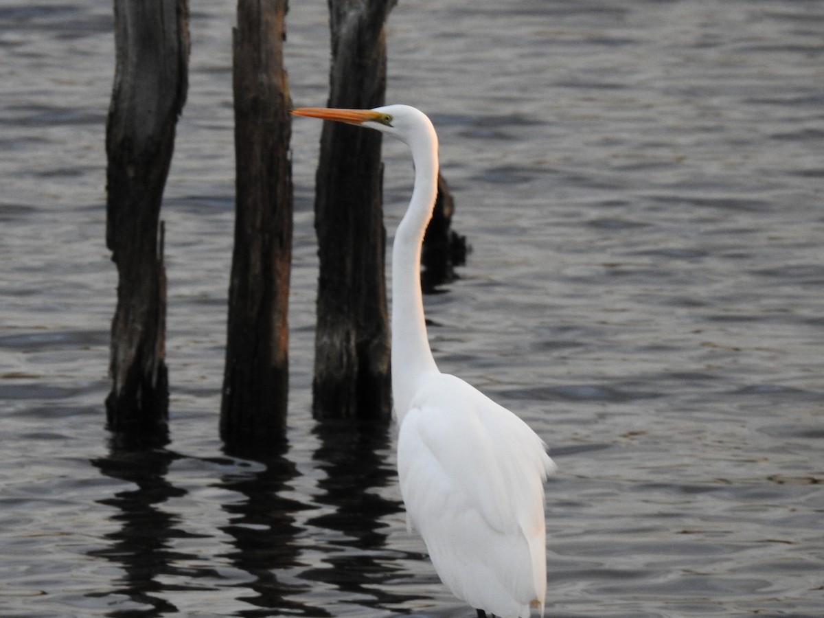 Great Egret - ML638348667
