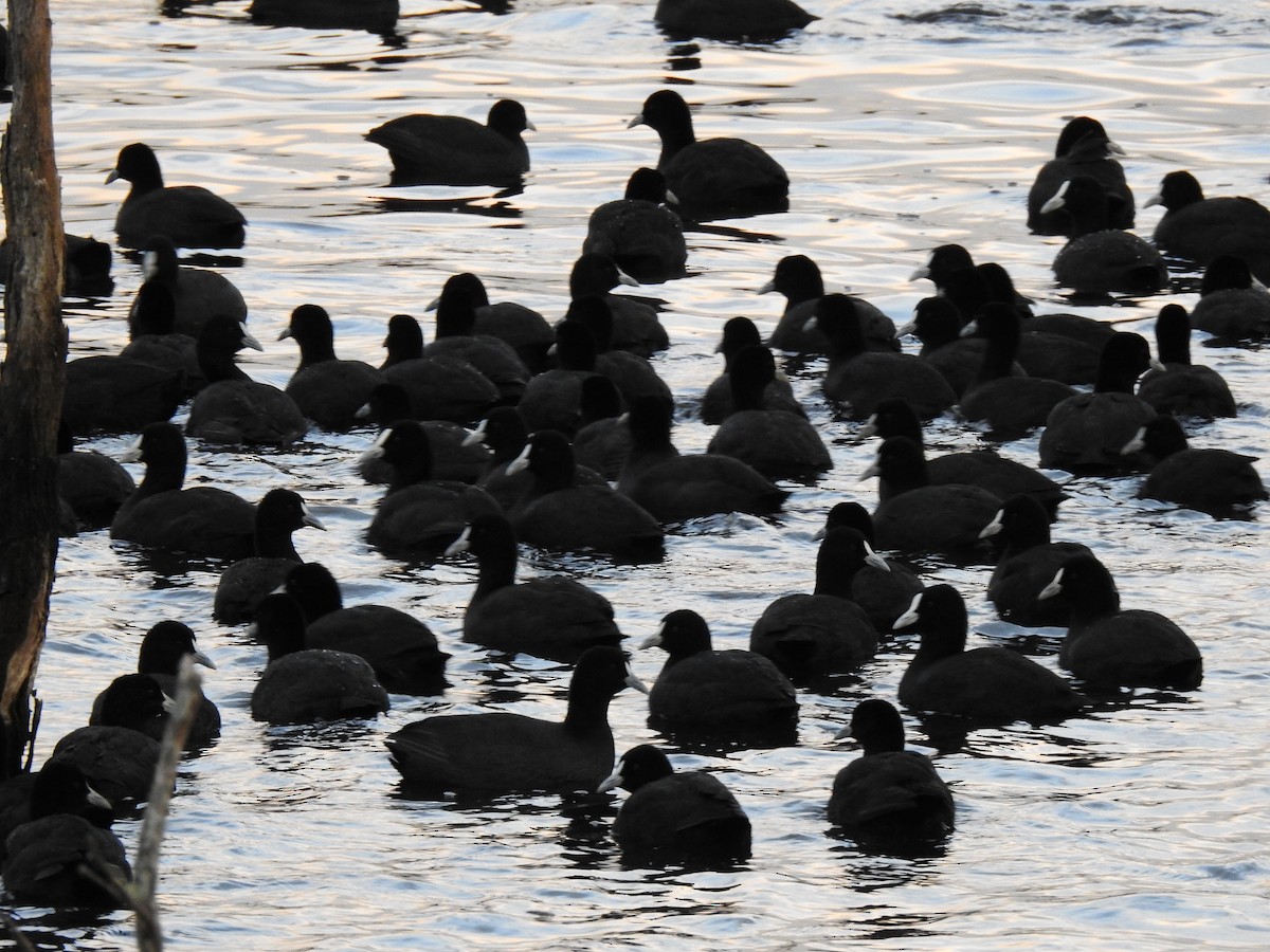 Eurasian Coot - ML638348670