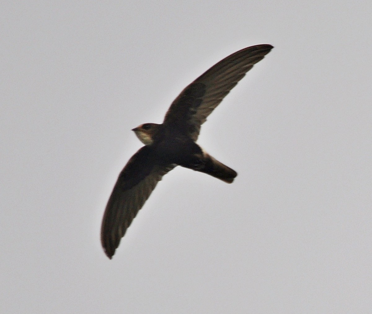 Gray-throated Martin - ML638348672